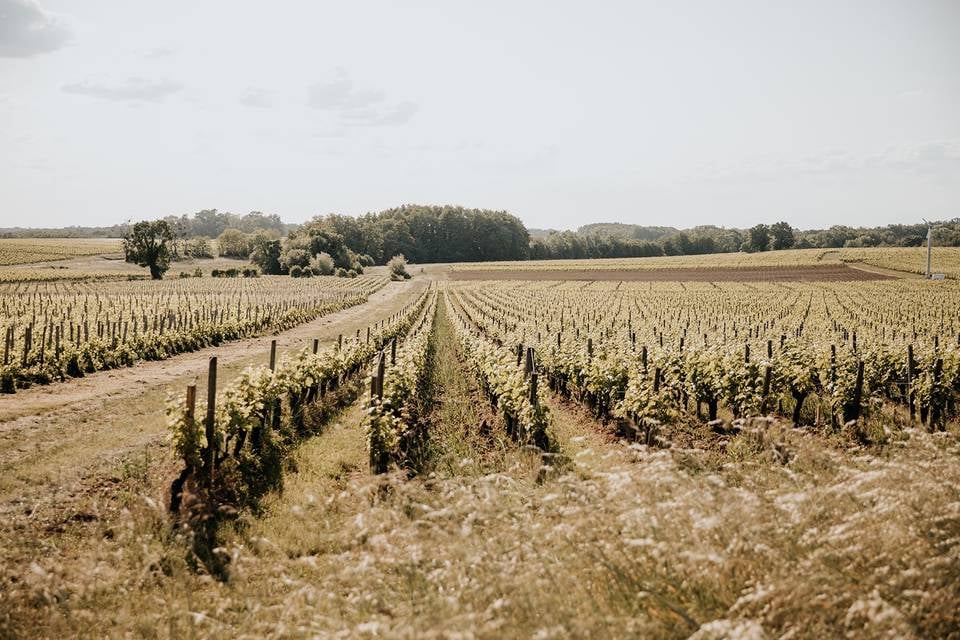 Vignes autour du Château La Grande Clotte